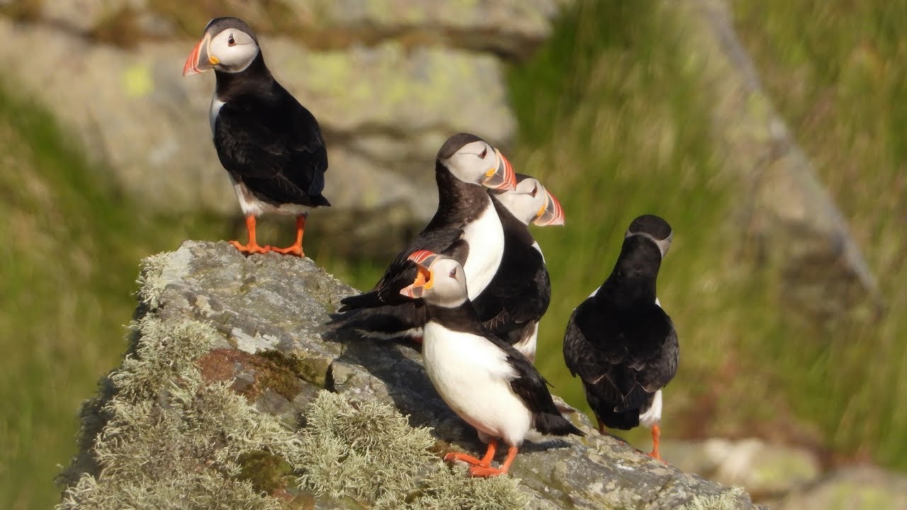 Maskonury #2 / Puffins #2 / Fratercula Arctica