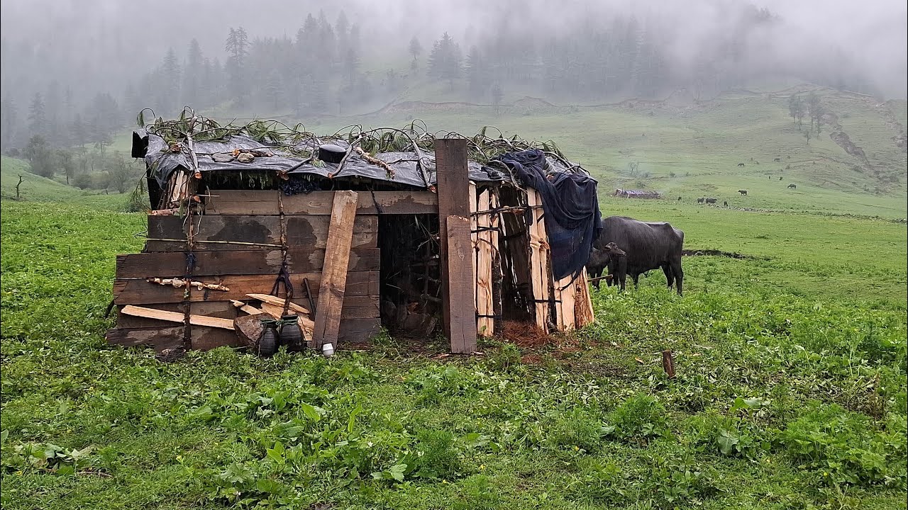 Most Relaxing Nepali Mountain Village Life | Shepherd Food | Making Process Ghee in Buffalo Sheed |