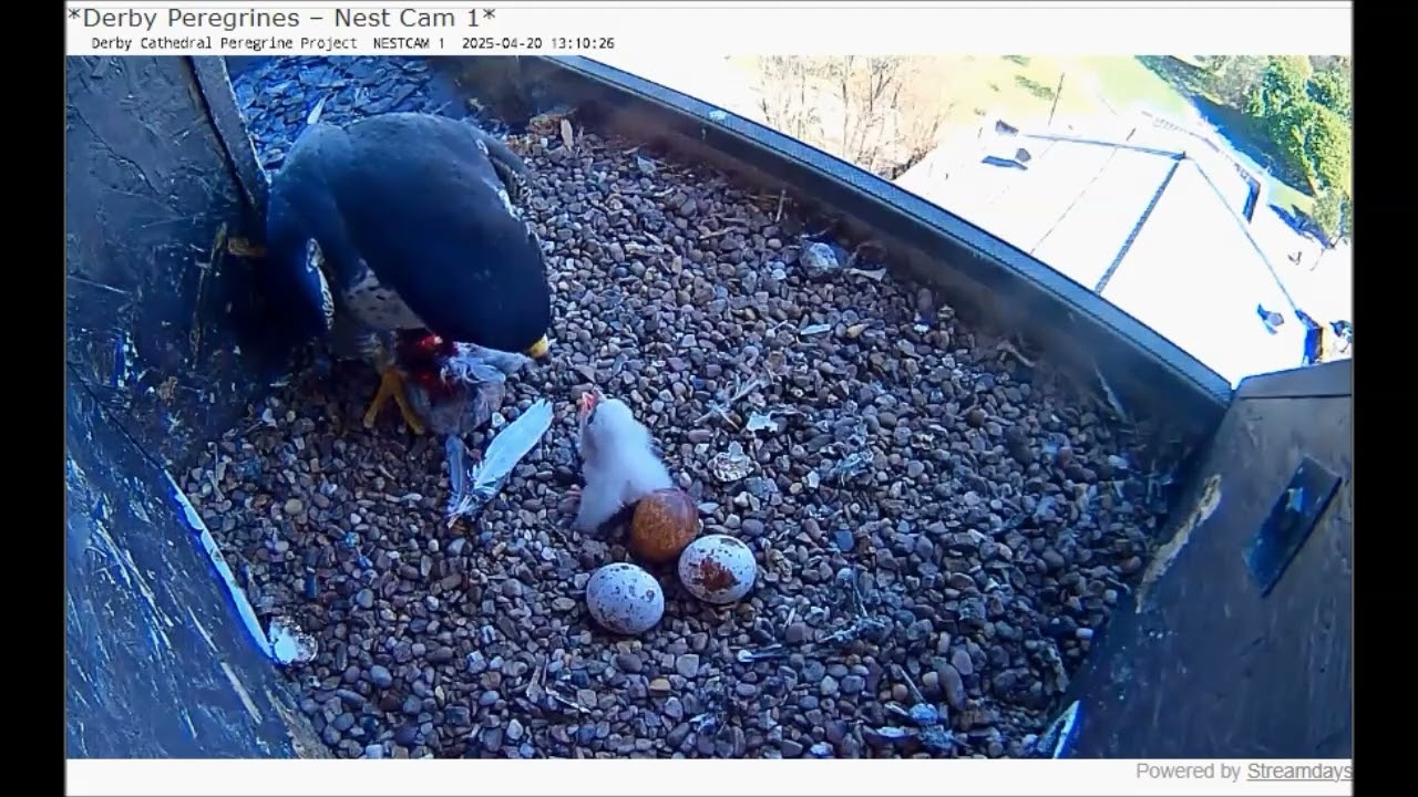 Derby Peregrines FIRST CHICK, first feed Easter Sunday 2025