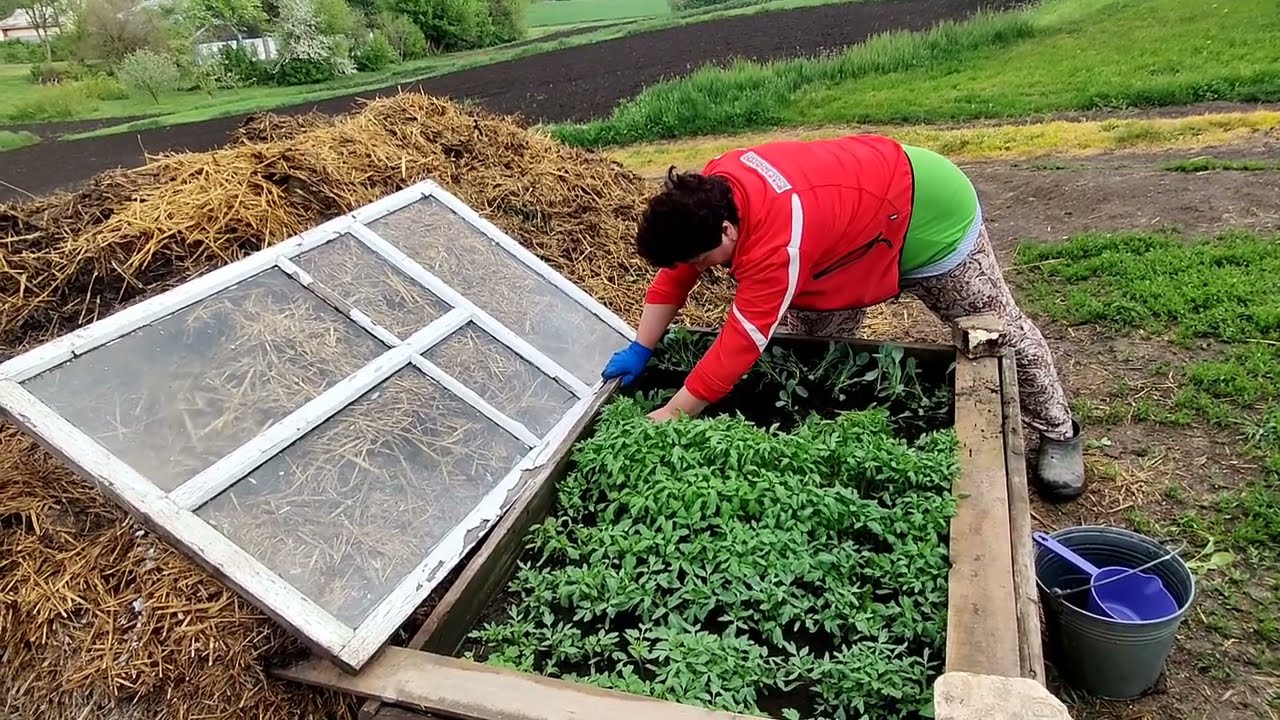 Украинское село 🌻🌻🌻Сажаем  капусту и помидоры