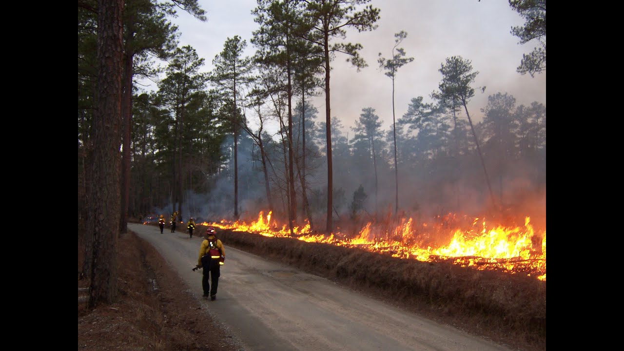 Prescribed Fire in the Mid-Atlantic Pine Understory