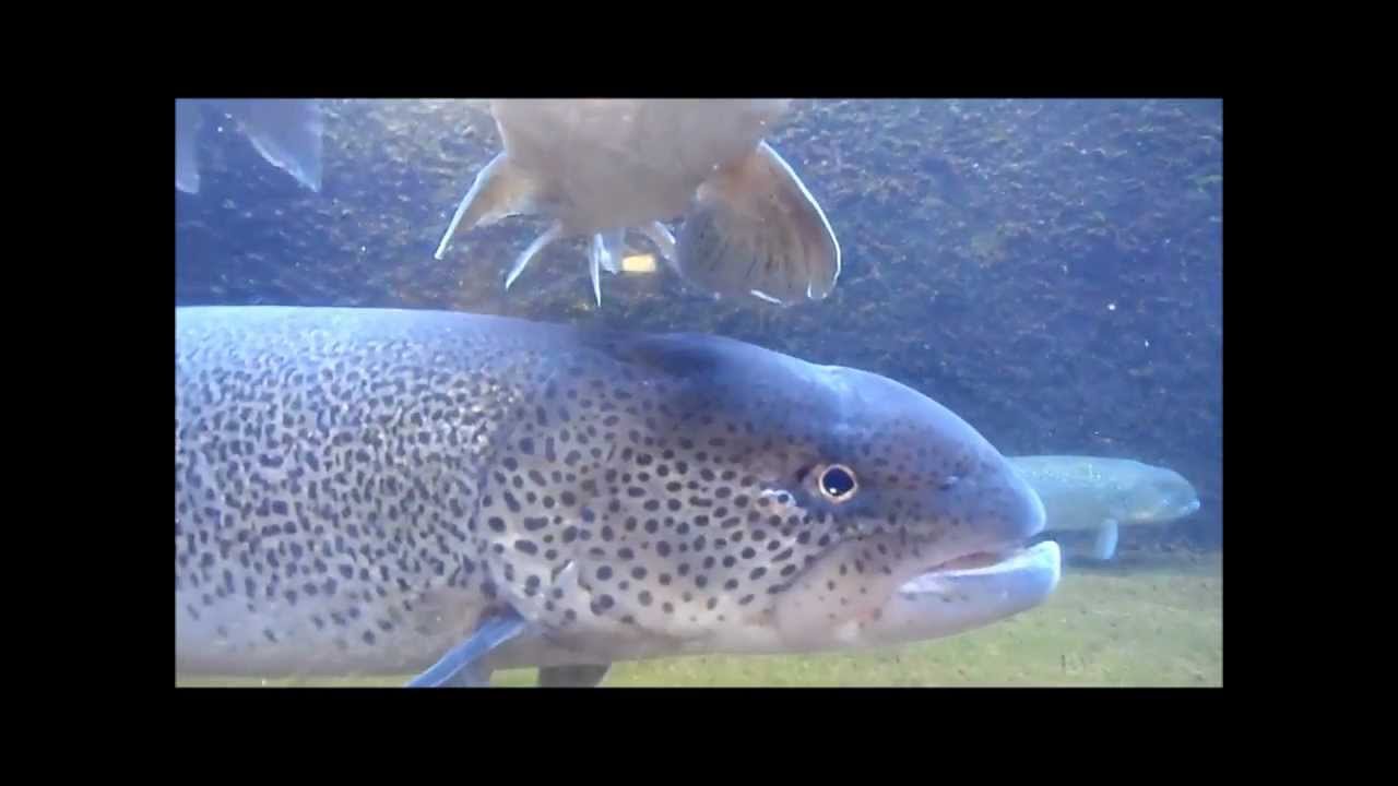 Japan's Biggest Freshwater Fish Hucho perryi