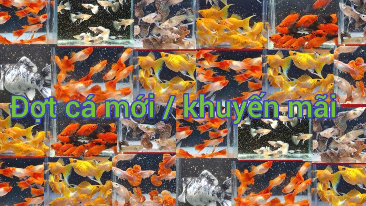 Guppy cá 7 màu giá rẻ....