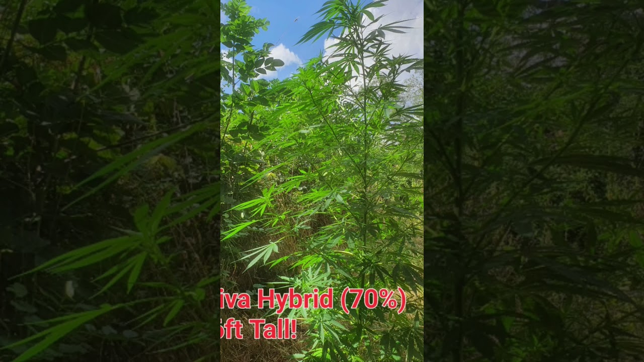 Guerilla Grow UK, The Flip to Flower, An English Country Garden Stealth Grow...Fk The Man 👨 🪴