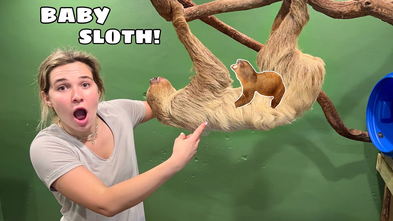 HAND FEEDING MY NEW BABY SLOTH!