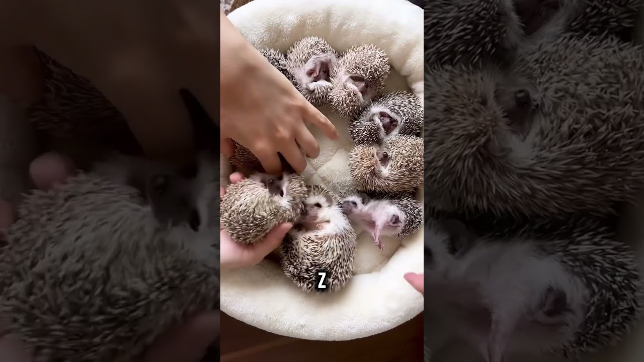 Dlaczego jeże zwijają się w kulkę? 🦔 #shorts