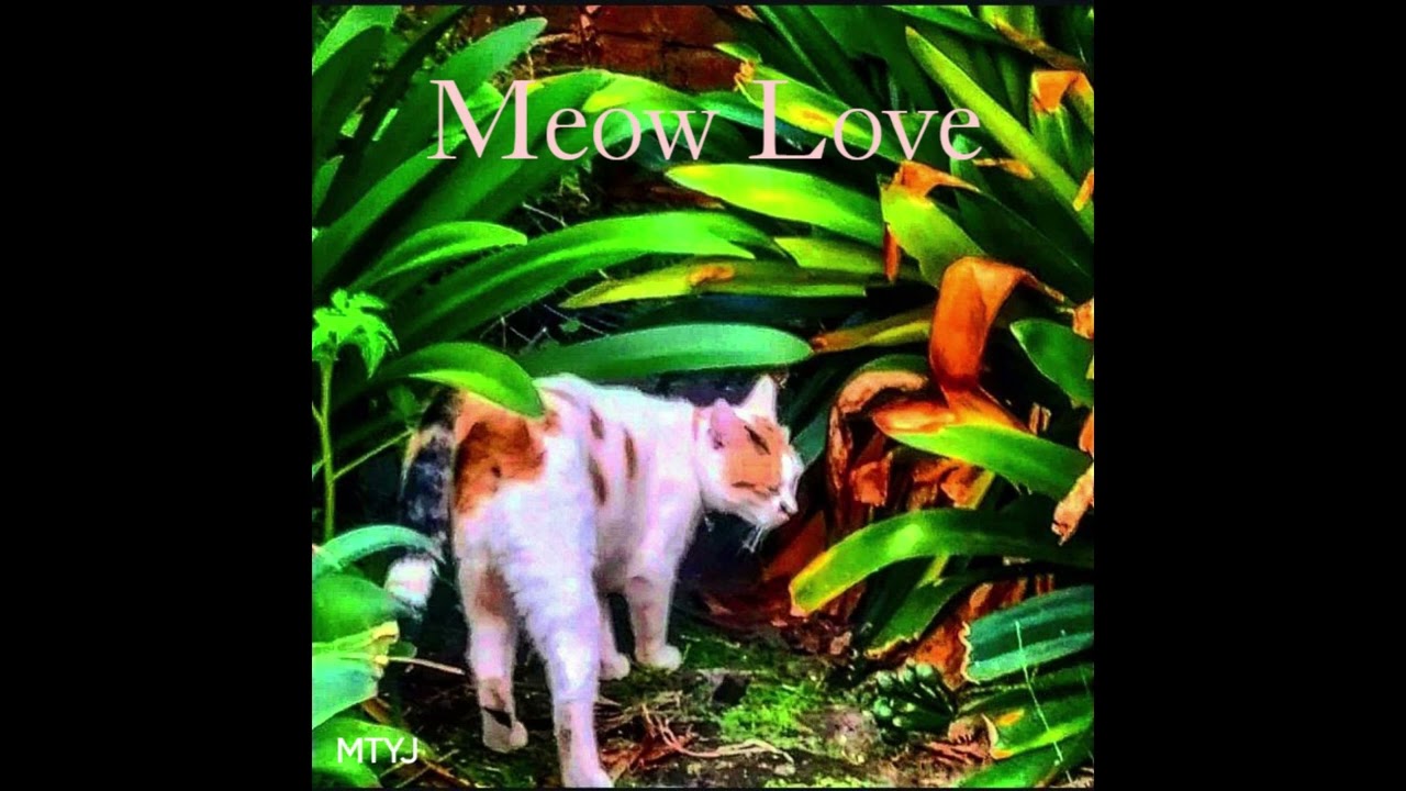 Meow Love - MTYJ