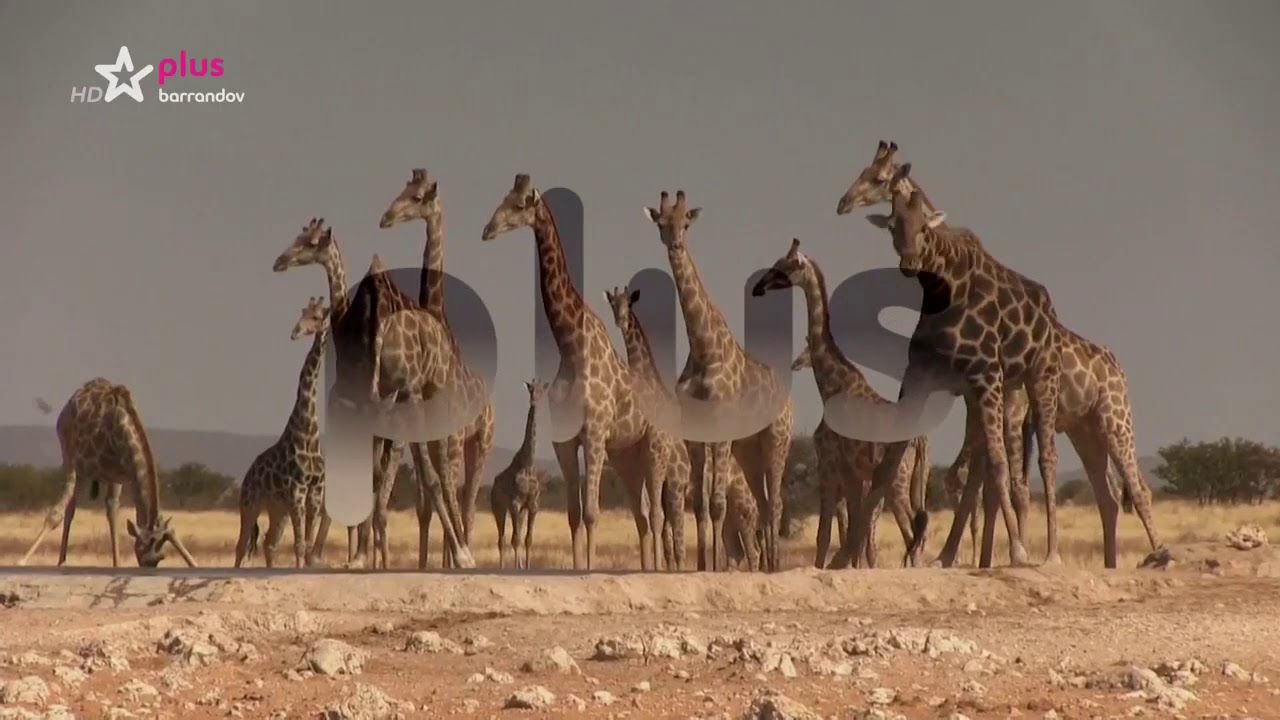 Zač&aacute;tek/z&aacute;věr vys&iacute;l&aacute;n&iacute; (2015&ndash;2019) &ndash; znělka Barrandov Plus