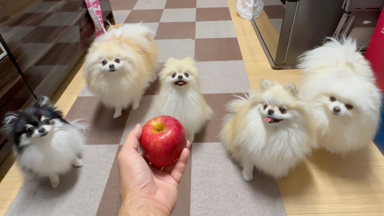 大好きなリンゴを見せるとポメラニアン達はこうなります