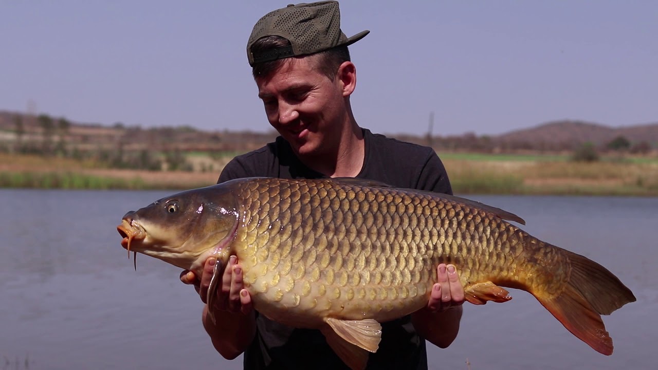 CARP FISHING SOUTH AFRICA / Kwaggahoek Dam