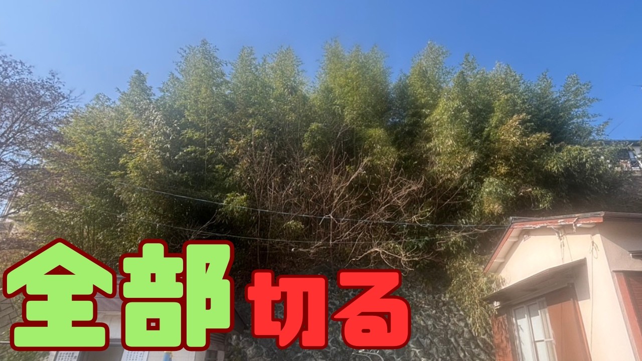 【伐採】擁壁上の急傾斜！竹林全伐でスッキリさせる【竹林整備】