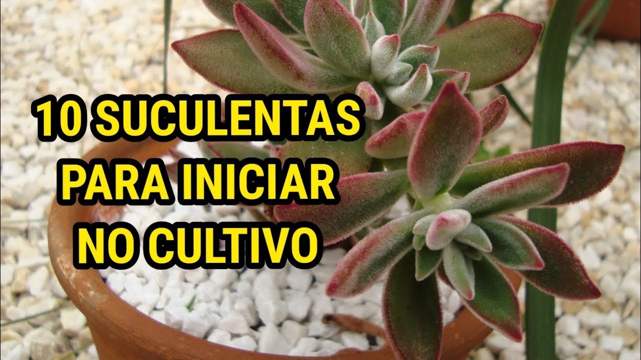 +10 SUCULENTAS de FÁCIL CULTIVO