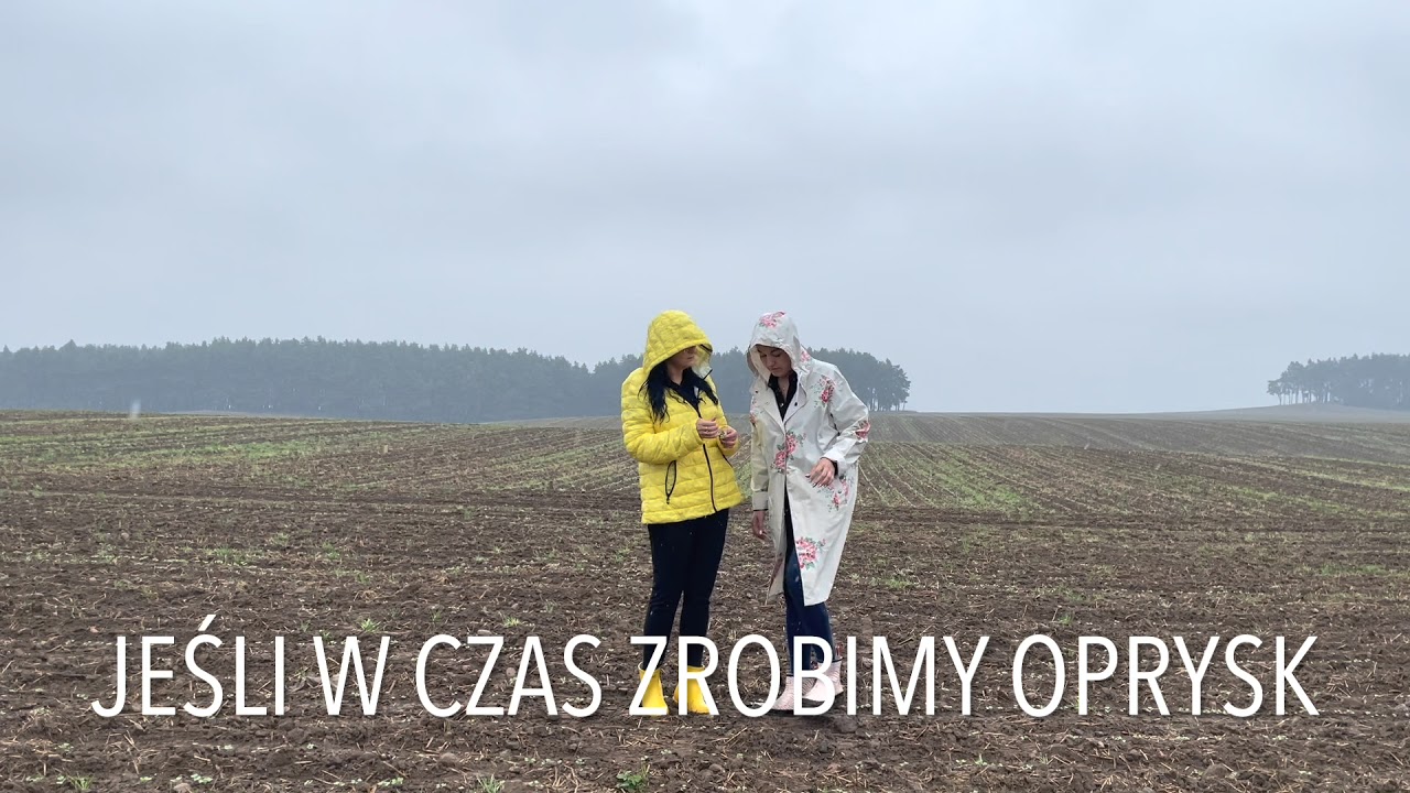 Rzepak🌱pchełka 🕷oprysk🚜 w GR Szkotowo.