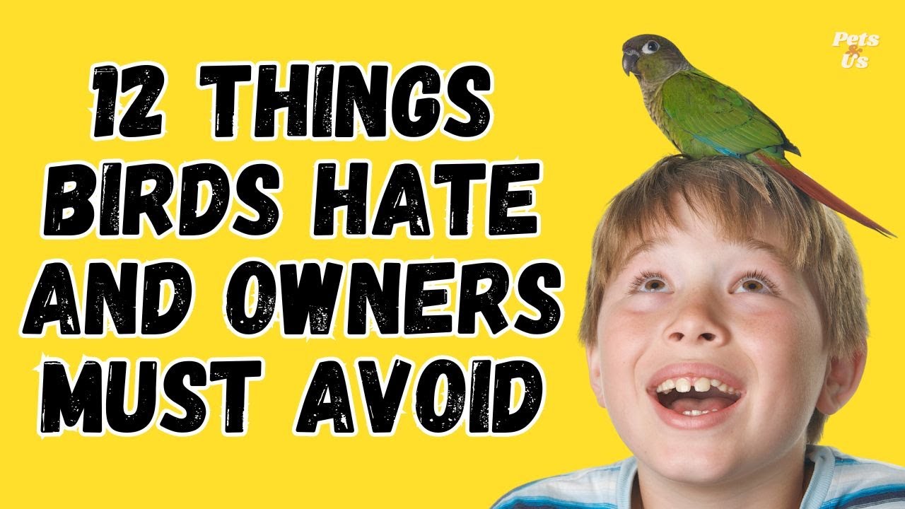 12 Things Birds Hate and Owners Must Avoid | Stop Doing This To Your Pet Birds 2023 | Pets and Us