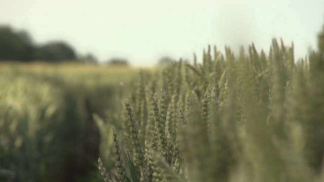 Endless Green: The Mesmerizing Waves of a Giant Wheat Field