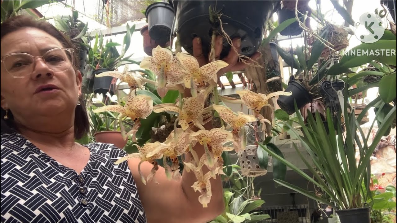 Como Cuidar Da Orquidea Stanhopea?