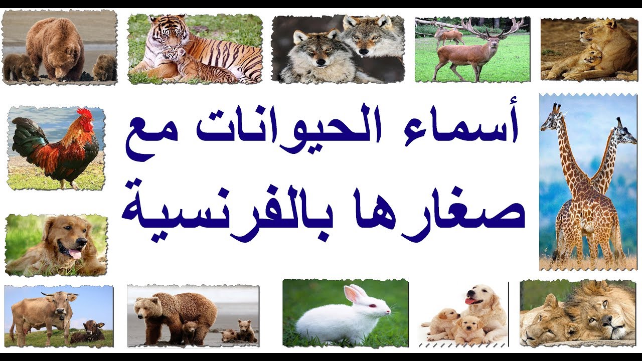 تعلموا أسماء الحيوانات بالفرنسية les animaux