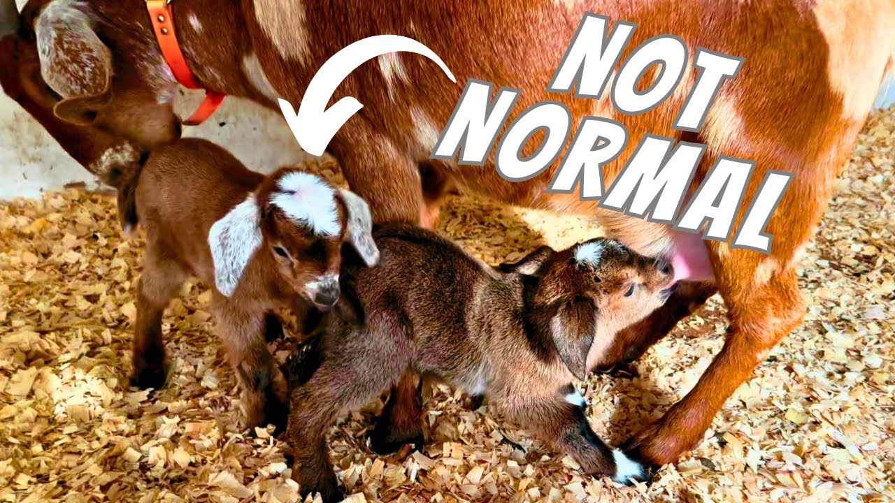 A Bunch of FIRSTS On The Farm | Goat Birth VLOG