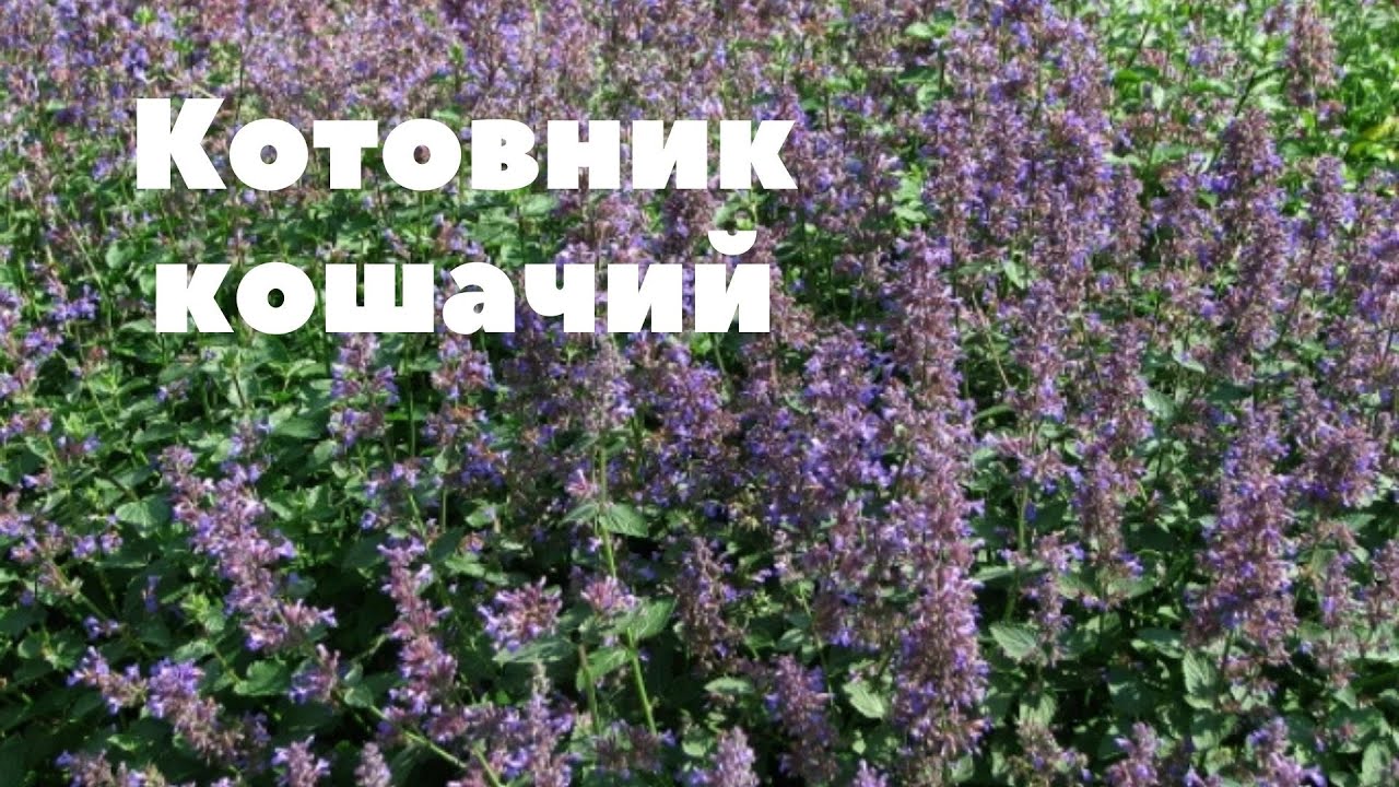 Котовник кошачий ( Кошачья мята). Красивое, душистое растение, и людям полезно, и котам!