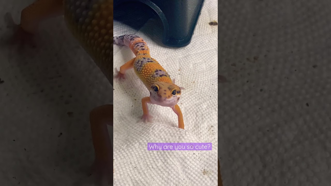 Leopard gecko love