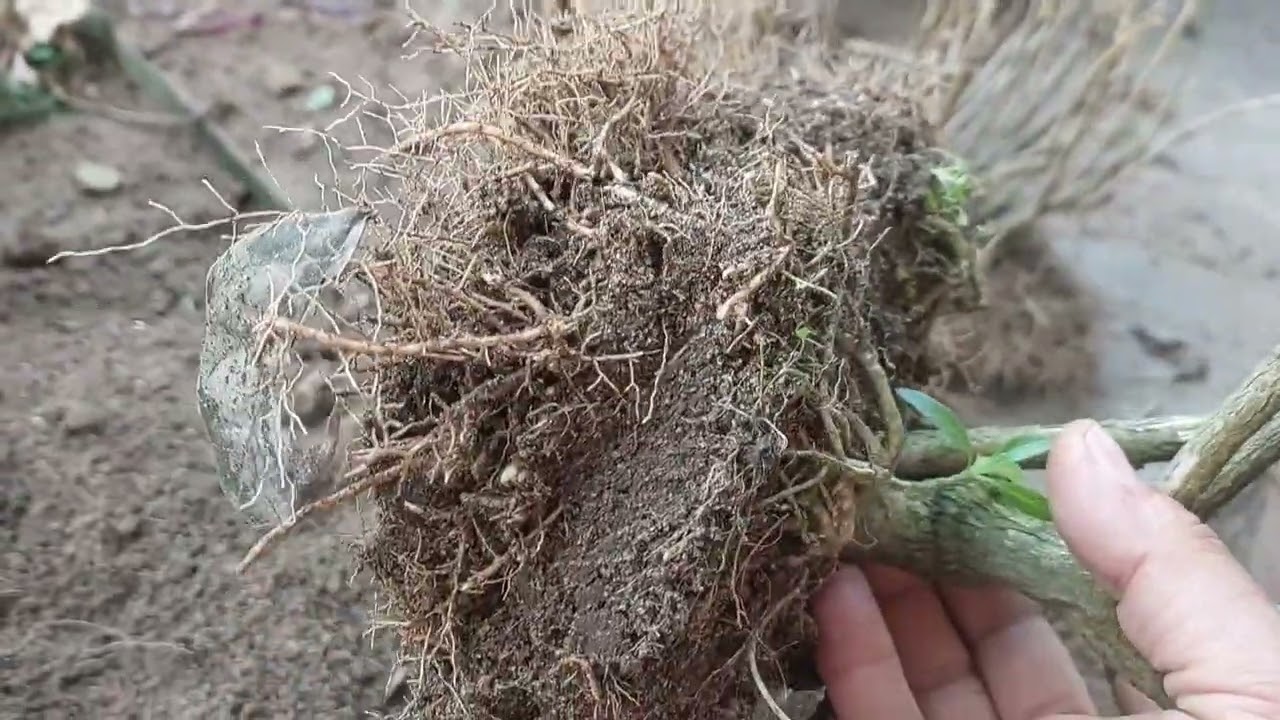 SUMMER PREPARATION / TIME TO REPOT & PRUNING PLANT / FEBRUARY GARDEN WORK