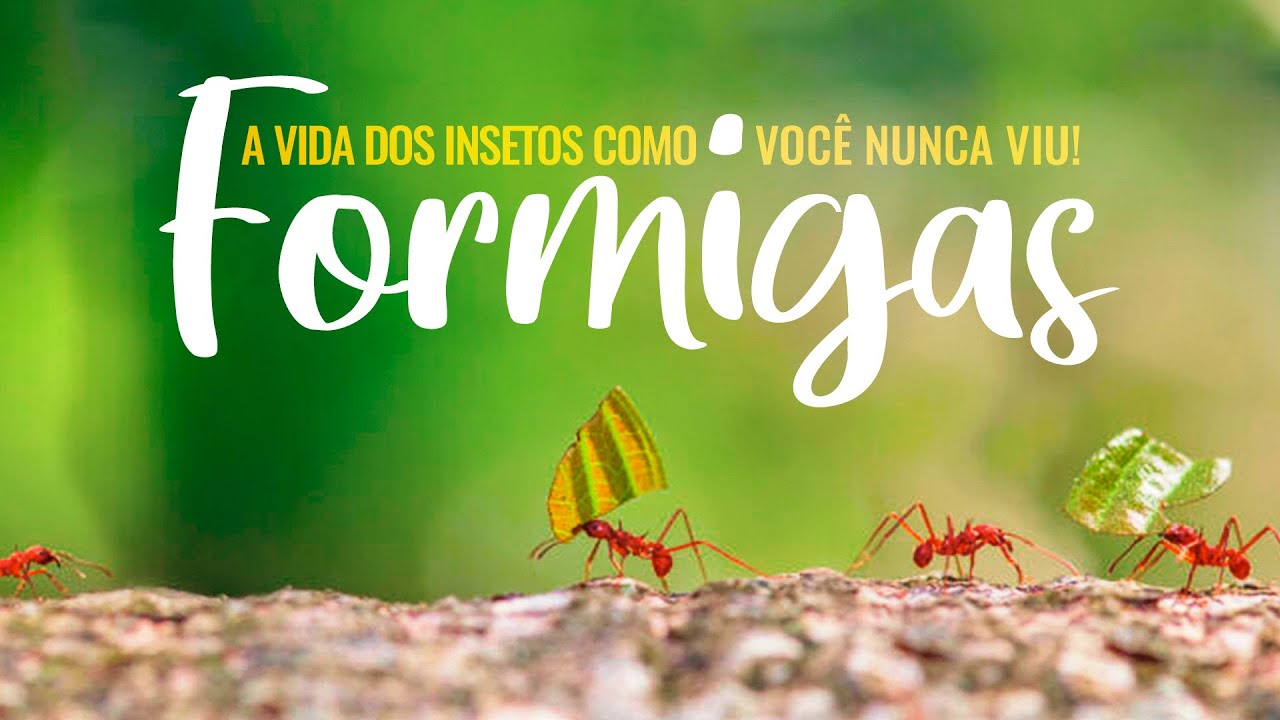 A VIDA DOS INSETOS COMO VOCÊ NUNCA VIU: FORMIGAS!