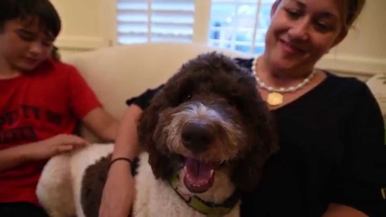 Meet Former Puppy Mill Dog - Roodle