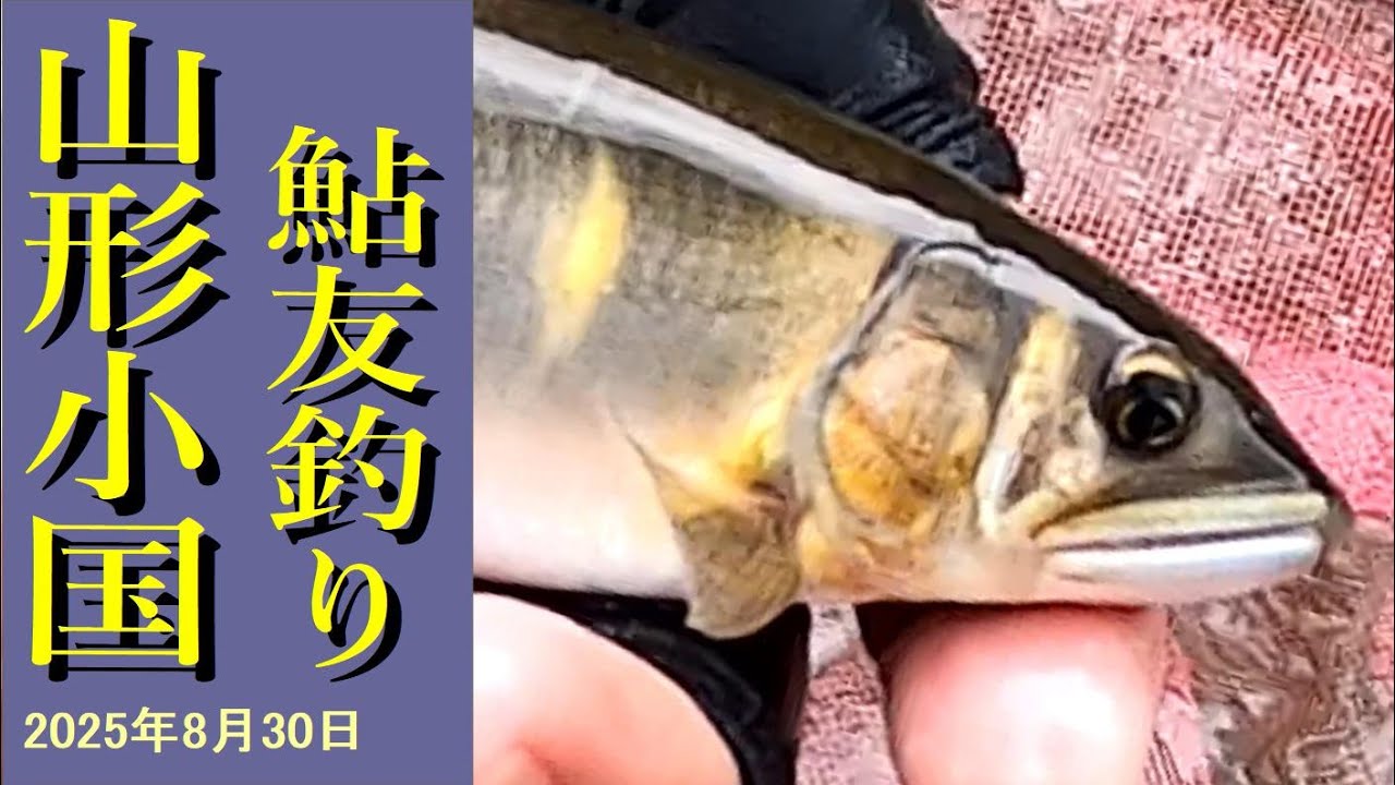 【鮎】山形県_小国川_割石地区
