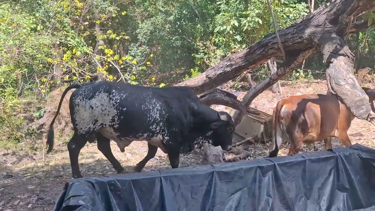 Sombreado las vacas 