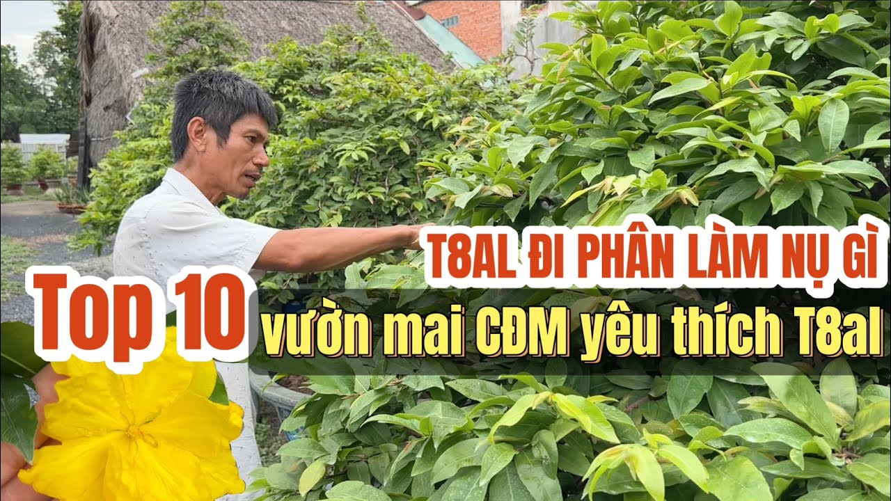Vườn mai Sáu Hoàng Top 10 nhà vườn CĐM yêu thích T8/AL23 hướng dẫn đi phân làm nụ đúng Tết ko nở sớm