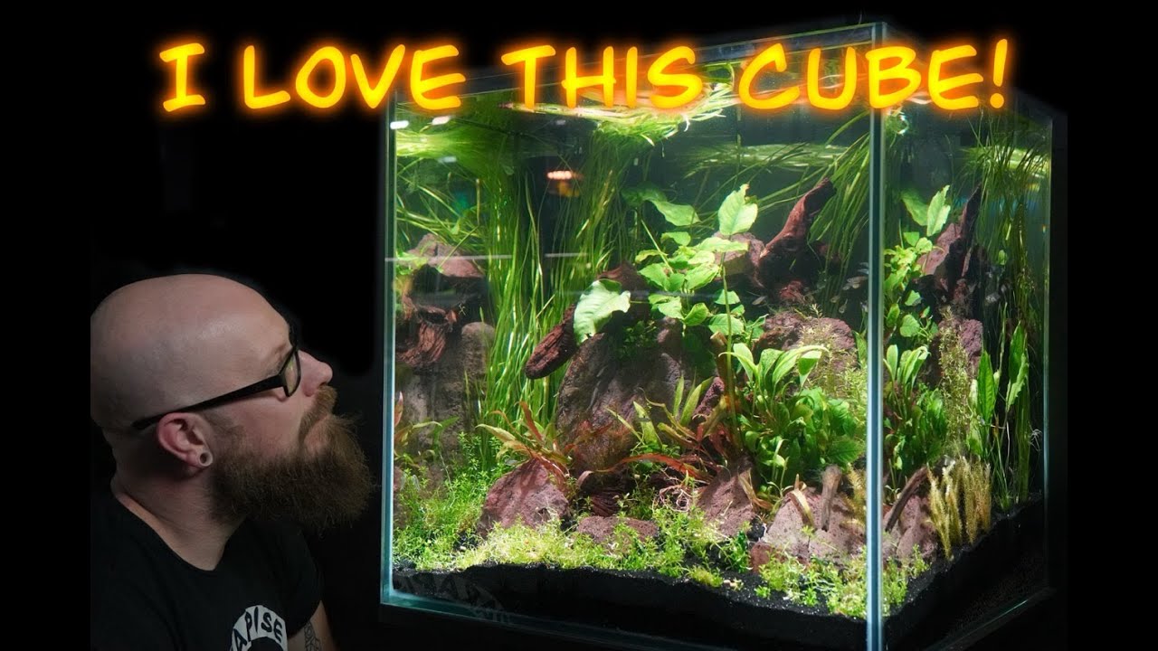 60 gallon CUBE! (Aquascape Tutorial)
