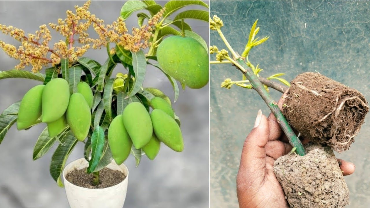 Great technique for Propagating mango tree at home | Mango kaise ugaye 