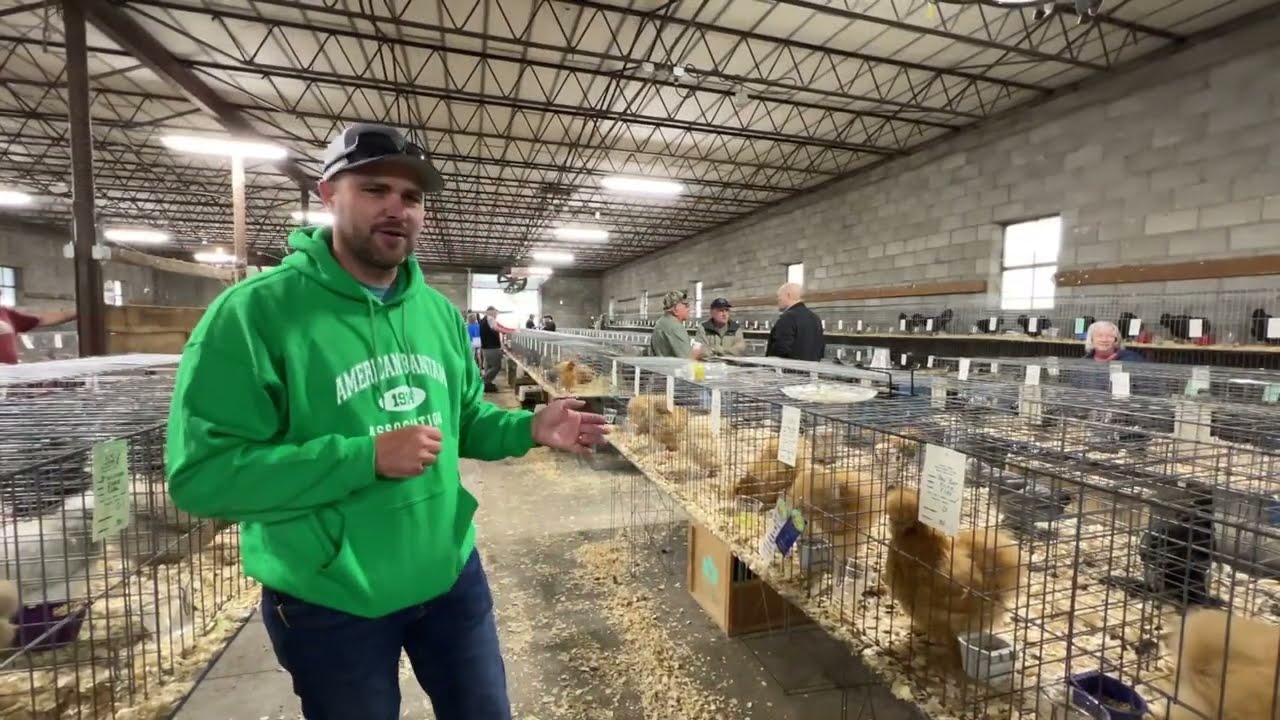 Jonathan Patterson Reviewing Buff Silkies at the Twin Tier Poultry Club Show