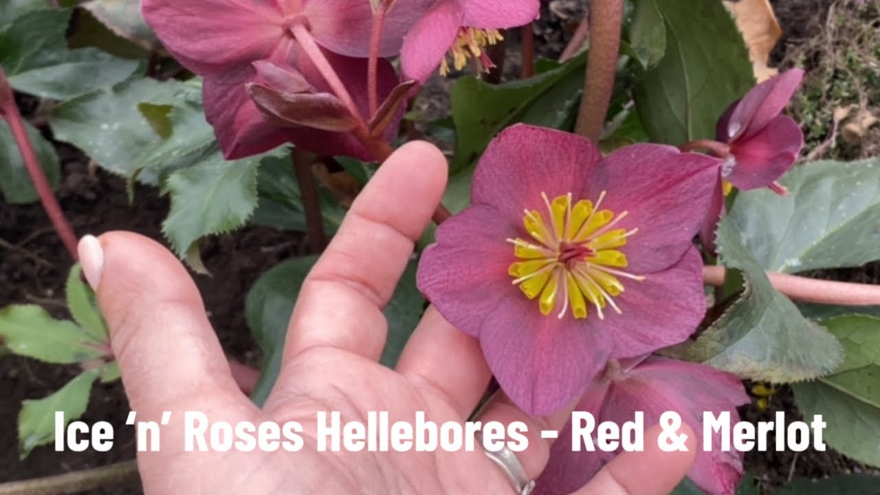 Ice ‘n’ Roses Hellebores - Red and Merlot