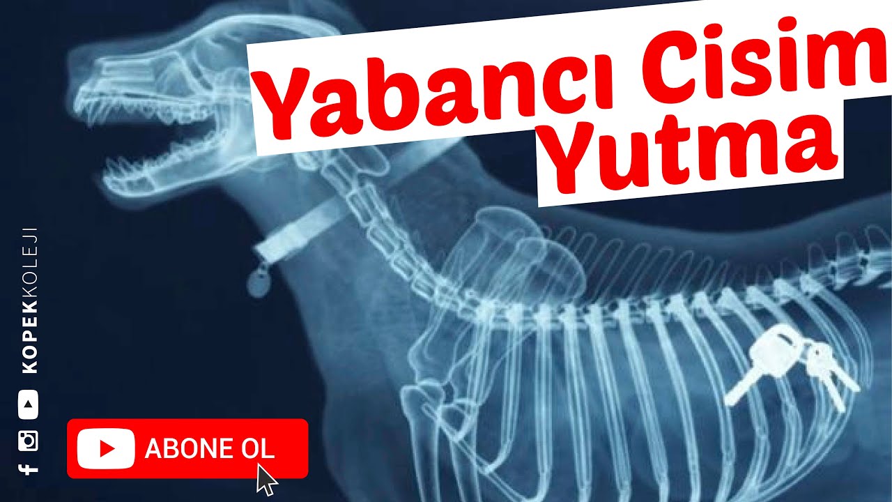 Köpeklerde Yabancı Cisim Yutma