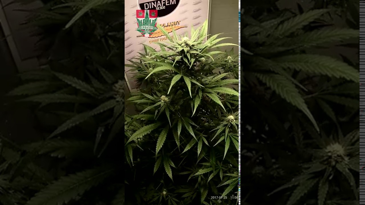 50 Days  Dinafem - Critical+ 2.0