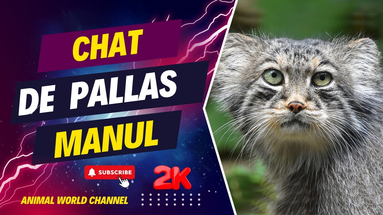 Beauté sauvage : Le fascinant Chat de Pallas.