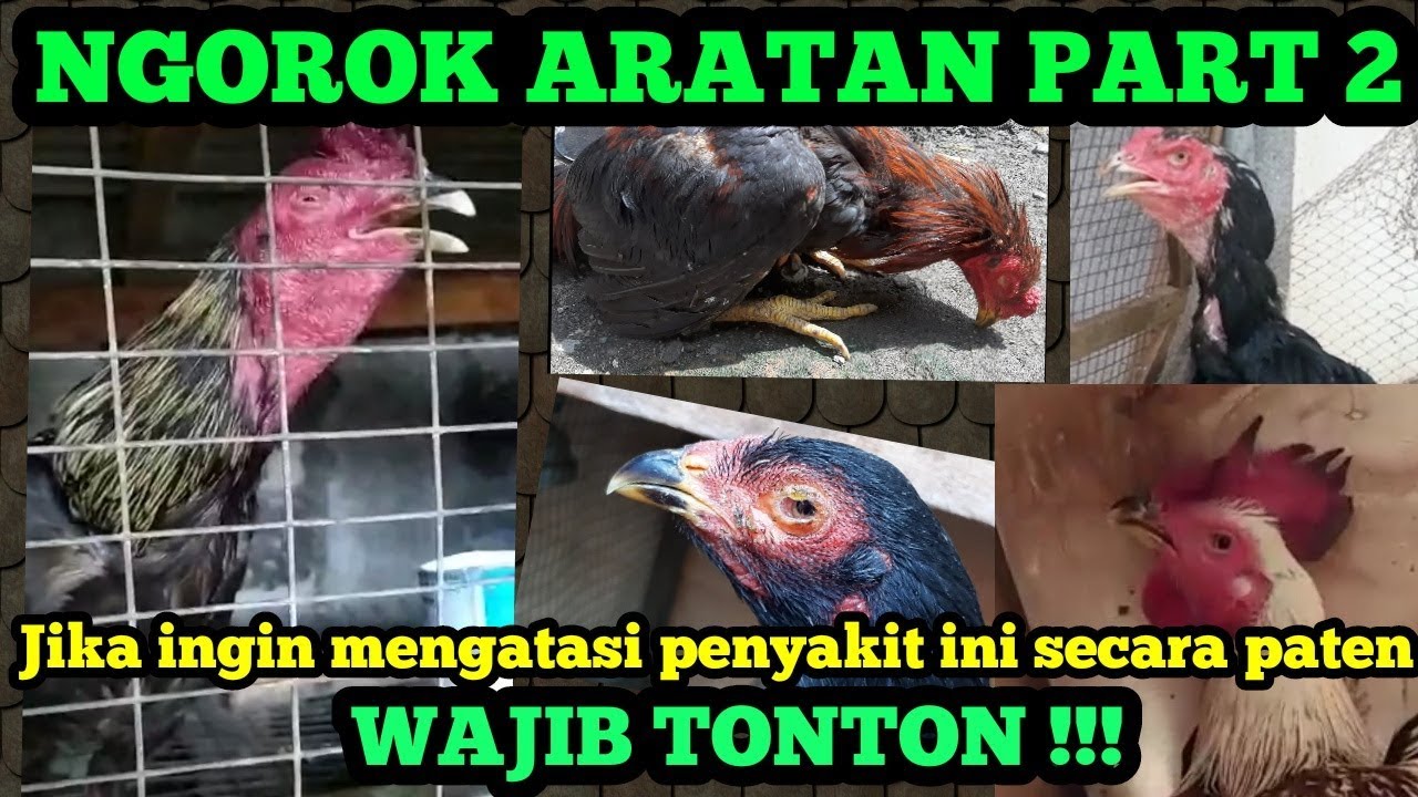 Cara mengobati ayam ngorok | Ngorok Aratan
