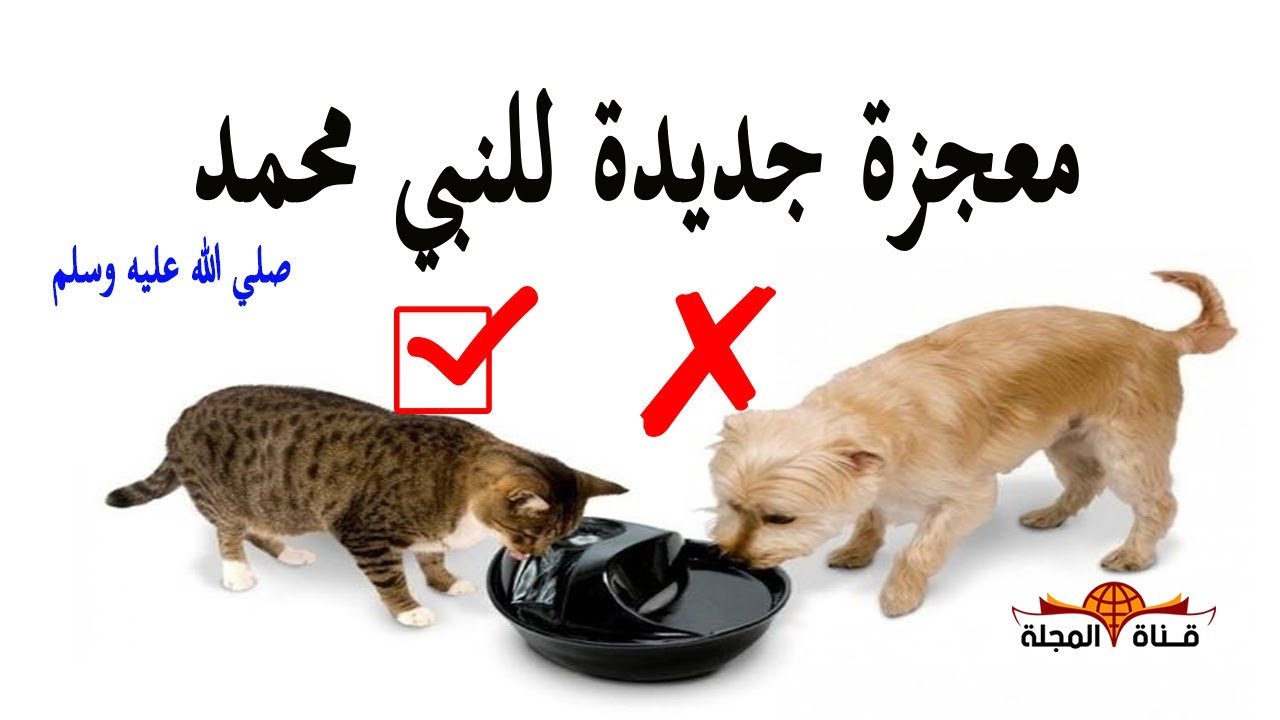 لماذا كان النبي يتوضأ من مكان شرب القطط واعتبرة طاهرا بينما الكلاب نجسة ؟؟