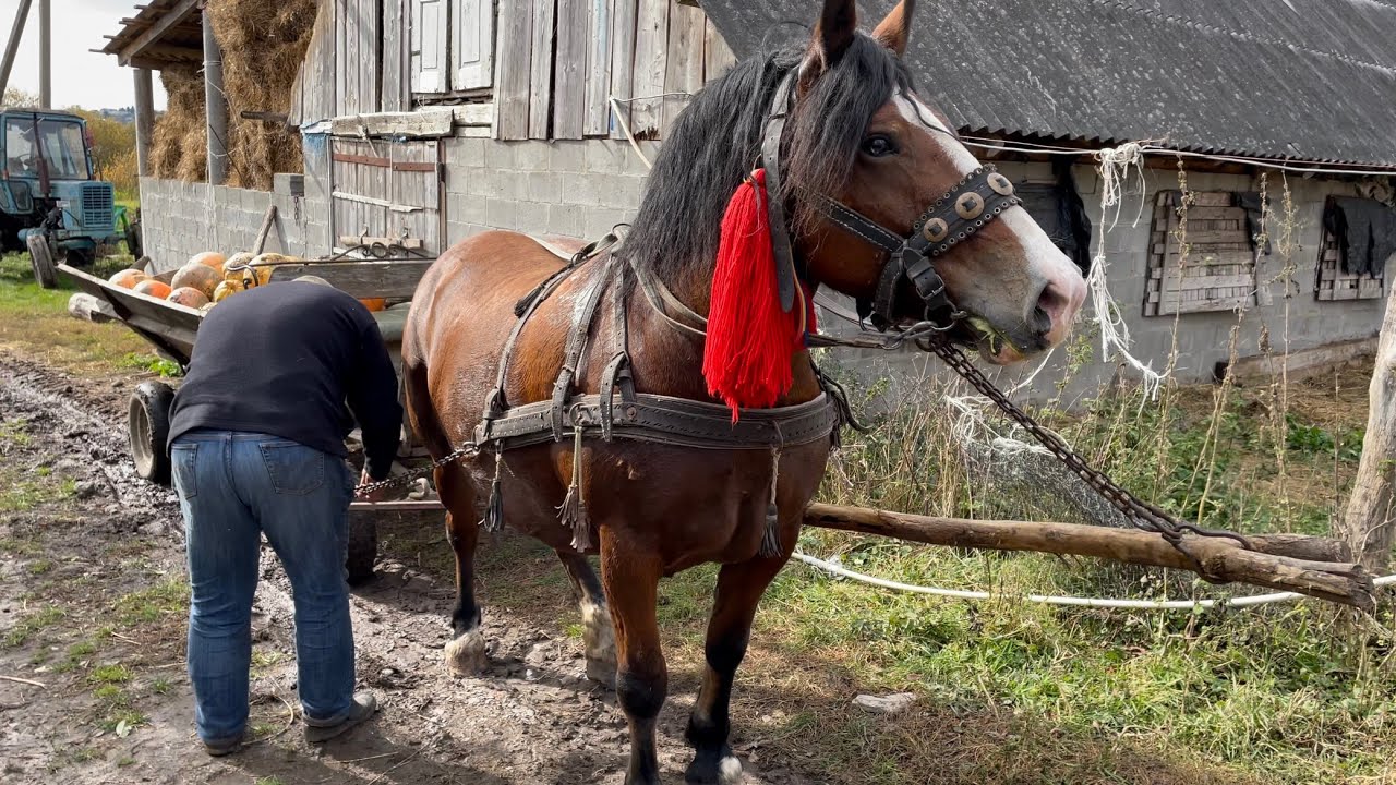 Коні Ваговози Новоолександріївська Ваговозка Ніка.Навчаємо Кобилу.Перша Робота Ніки.Возимо Гарбузи🔥