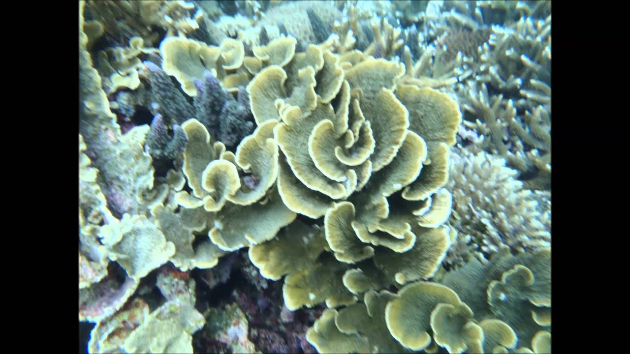 baliphotosdiving-2