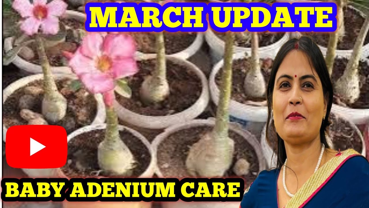 MARCH mein BABY ADENIUM complete CARE TIPS || मार्च में बेबी अडेमियम का संपूर्ण देखभाल//BABY ADENIUM