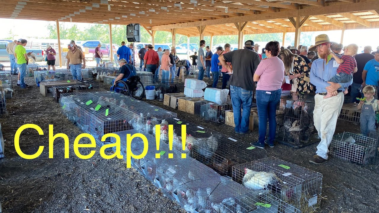 Animals SOLD CHEAP at the Amish Auction!