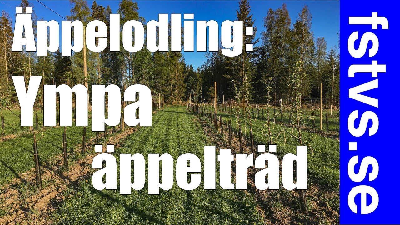 Ympa äppelträd