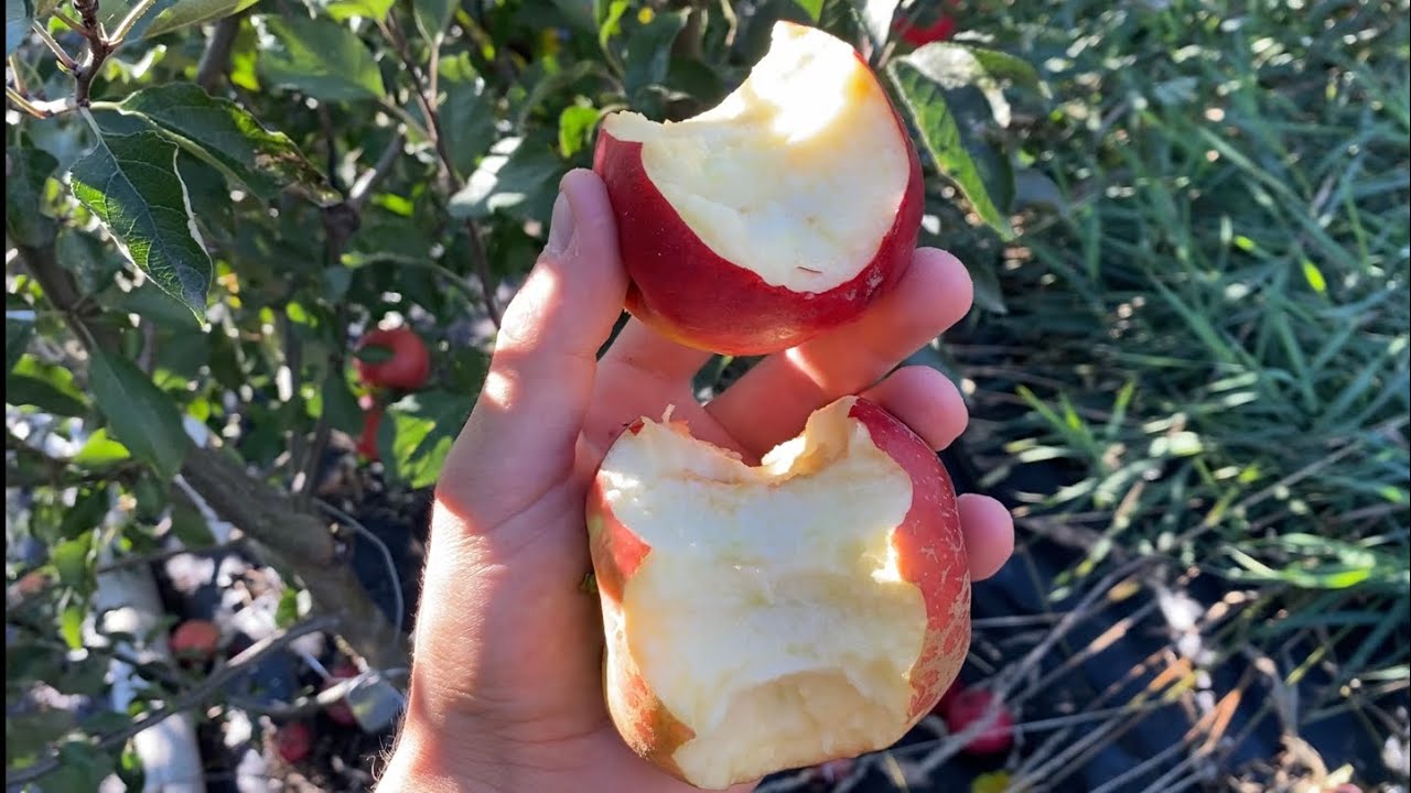 Crimson Crisp vs Harlson Apple Taste Test