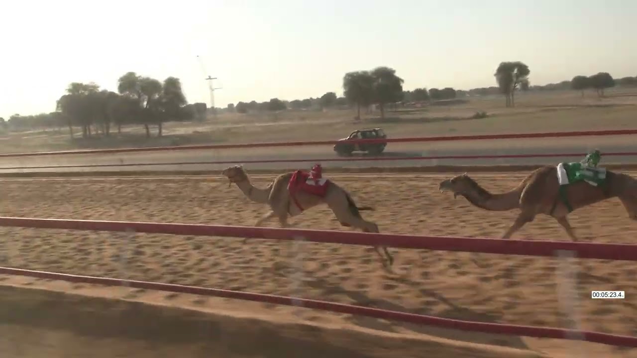 R11 15 2 2026E الشوط (11) عذبه للسيد / حمد إبراهيم سيف بن بريهيم المسافري