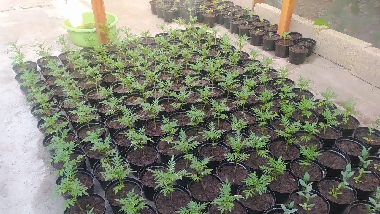 cultivo del cempasúchil 🏵️ primera parte 🌱