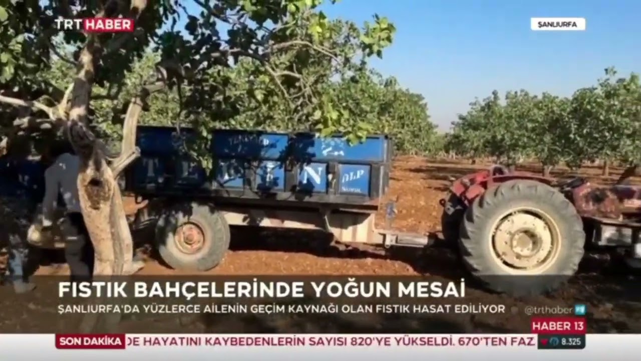 TRT Haber - Şanlıurfa'da Fıstık Hasatı // Ahmet Hamdi ÇİÇEK