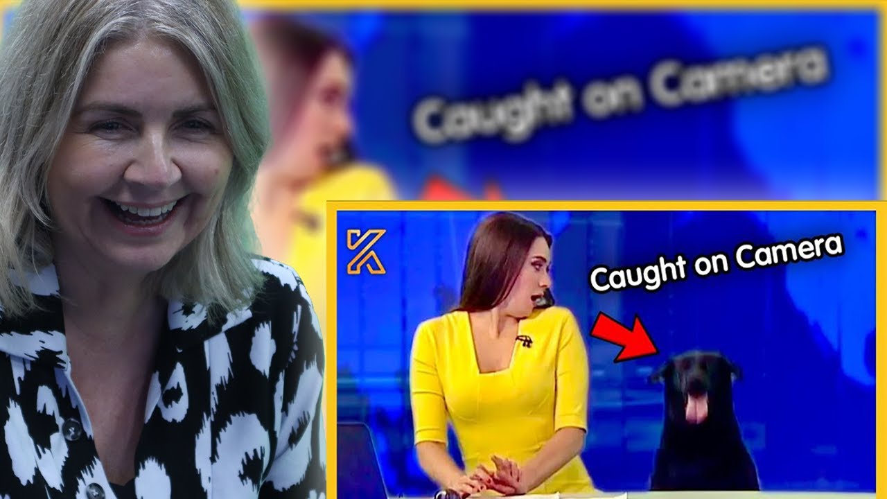 BRITS React to When Animals Steal the Show🤣Best News Bloopers