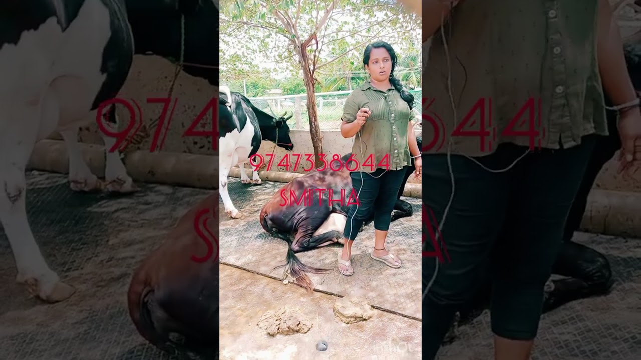 പശുകൾക്ക് ഇരട്ടി പാൽകിട്ടാൻ ഒരു ടെക്‌നിക്